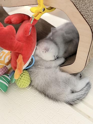 Продажа кошек: Скотиш Фолд (Шотландская вислоухая), 2 месяца, Девочка — 7