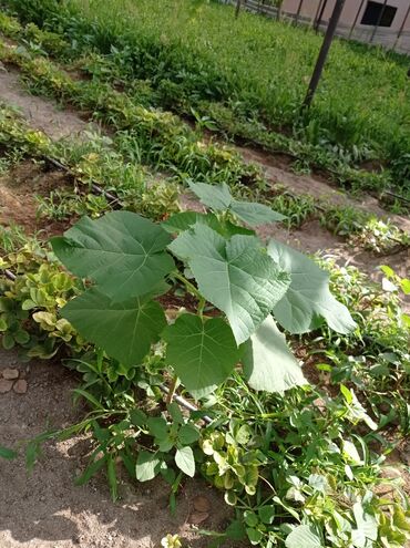 Ağaclar: Pavloniya (Adəm agaclar)satılır .her ölçüdə ağaclar var 5 manatdan 25 -da lalafo.az — 19 Ağaclar: Pavloniya (Adəm agaclar)satılır .her ölçüdə ağaclar var 5 manatdan 25 — 19