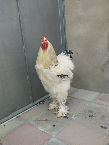 ağdam xoruzu: Xoruz, Brama, il: 1