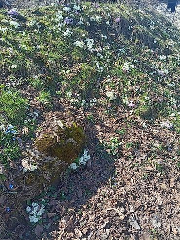 Çöl bitkiləri: Torpaq Vəndam qəsəbəsində yerləşir. Qazı, suyu, işığı telefon xətti — 1