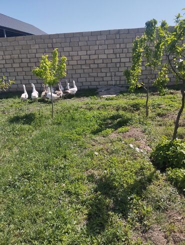 qaşqaldaq quşu: Sağlamdilar 5 xoruz 7 fərə