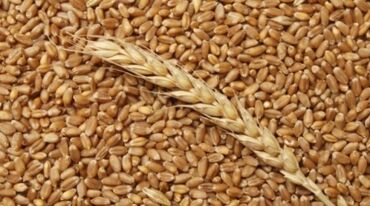 Корма для с/х животных: Продаю пшеницу сорт Российский