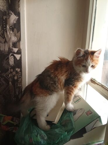 Pişiklər: Yaxşı əllərə — 9