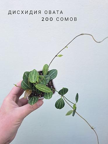 цветы орхидеи: 💚 Комнатные растения (детки/молодые растения). 🪴 Названия и цены — 7