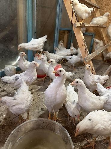 бычки цена: Продаю | Цыплята | Хай-Лайн Соня Грей | Для разведения, Несушки — 2