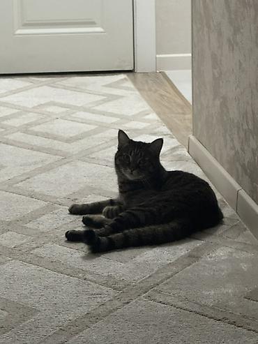 рыжая кошка: Кошка даром: Беспородная, 5 лет, Девочка, Кастрирована, Приучена к лотку, Проглистована — 4