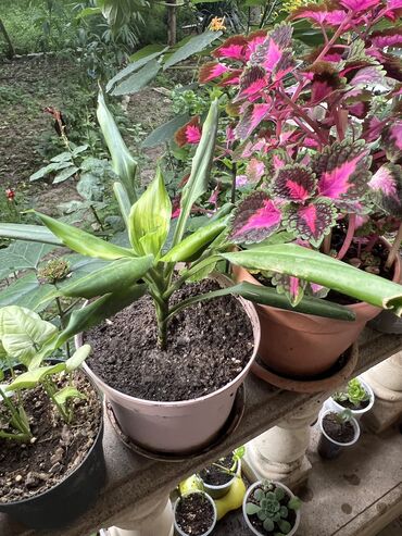 Otaq bitkiləri: Her biri ucuz kimete Gencededi catirma var size yaxin yere ancag — 3