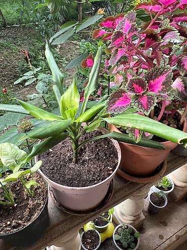 Otaq bitkiləri: Her cure guler var veregliyin baxin ancag xanimlara satiş olur Gencedi — 17