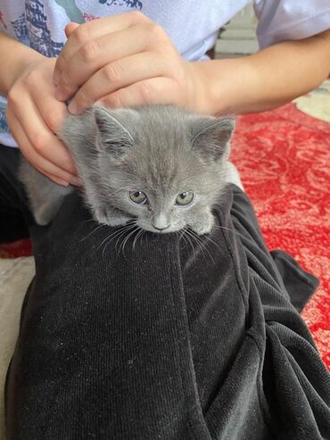 купить породистых котят: 2 месяца, Мальчик, Серый, Проглистована