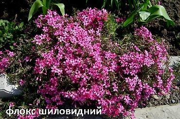 Другие садовые цветы и кустарники: Садовые растения - кустарники ( вейгела пестролистная, рябинник — 12