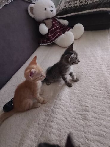 отдам кота я его боюсь: 2 месяца, Девочка, Белый, Метис, Приучена к лотку, Проглистована