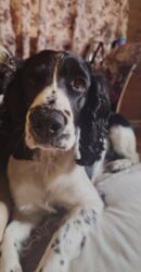 померанский шпиц фото цена: Ит бекер берилет: Спаниель, 1 жаш, Ургаачы, Эмделген