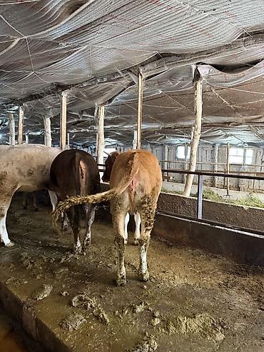 Продам с/х животных: Продаю | Тёлка | Голштин, Алатауская | На откорм, На забой, Для разведения | Искусственник — 3