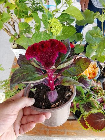 otaq bitkileri: Qırmızı rəngli, xüsusi forması olan celosia bitkisi. Bu bitki ev və ya