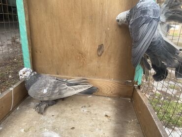 Другие с/х животные: Породные голуби с «чубом» и мощным зобом (дутыши/крякуны), окраска — 15