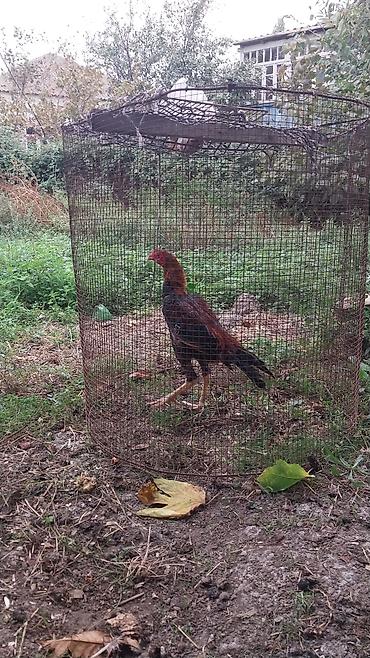 boynu yoluq: Becenin cinsine tam arxayin ellewdirmey olar BARTER olunur 1 yaw — 2