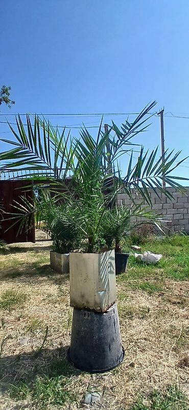 xurma: Xurma xurması (Phoenix dactylifera) – dekorativ xurma palmaları - — 3