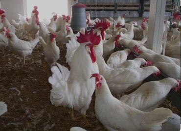 курица дакан: Продаю | Цыплята, Инкубационные яйца | Леггорн | Для разведения