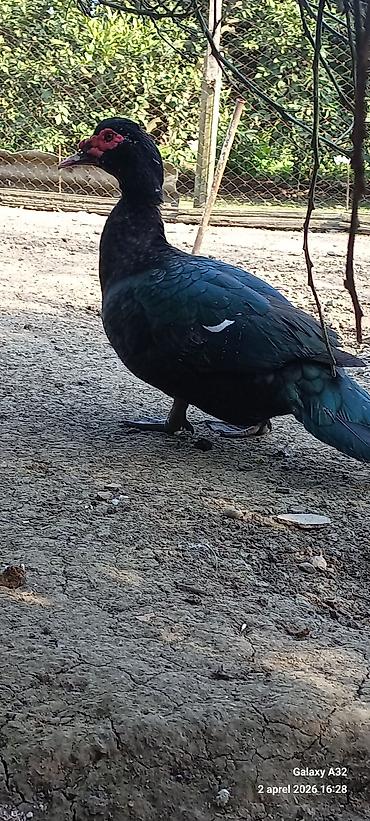 Ördəklər: Erkək, | Lal ördək, Ətlik — 7