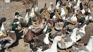 беде кастра: Продаю башкирских уток,домашние — 2