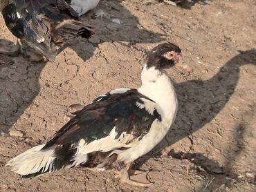 Digər heyvanlar: Salam.400 yaxın heyvandır fərələrin çoxu yumurtlayır bir neçəsi artıq — 11