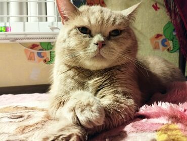 соль для животных: Отдаем в хорошие руки любимого кота .Кот по имени