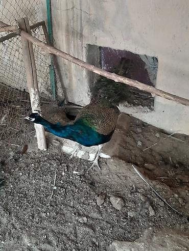 quş dami: Məhsul: Təbiət quşu – tovuz quşu 2 yaşı var Təsvir: - Şəkillərdə — 2