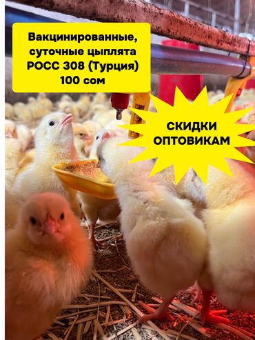 корм для бролер: Продаю | Цыплята | РОСС 308 | На забой