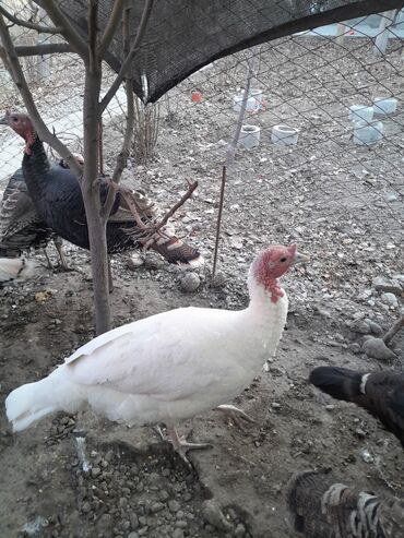 Индюки: Продаю | Индюк (самец) | Для разведения | Племенные — 9