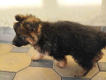 Продажа собак: Немецкая овчарка, 2 месяца, Самка at lalafo.kg — 7 Продажа собак: Немецкая овчарка, 2 месяца, Самка — 7