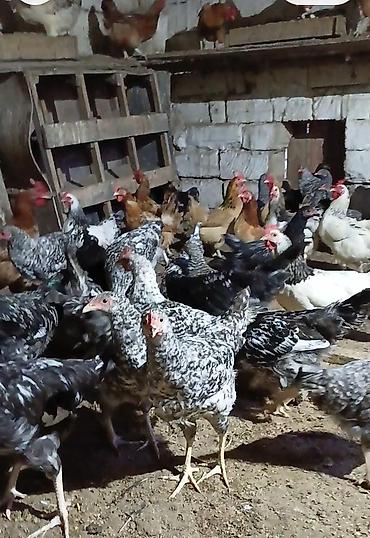 at sudu satisi: Toyuqlar satılır
4 aylıqdılar
vaksin olunublar — 1