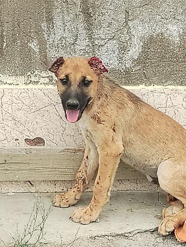 pişik satılır lalafo: Qurdbasar, Erkək, Peyvəndli — 1