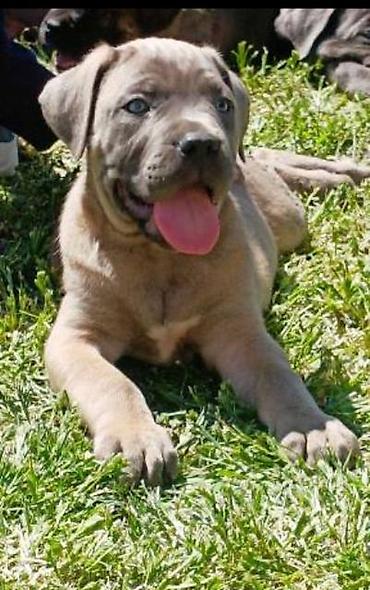 Psi: Kane Korso štenci Odgajivačnica Cane Corso Kennel Heavenly Kingdom FCI na lalafo.rs — 1 Psi: Kane Korso štenci Odgajivačnica Cane Corso Kennel Heavenly Kingdom FCI — 1