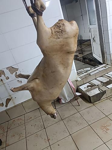 продам мясо: Касапчылык баардык кызматтарды жазайбыз - Цельная тушка молодого — 7