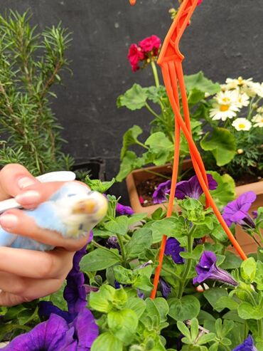 Tutuquşları: Papuqaylar 13₼
Qəfəslər 12₼ — 6