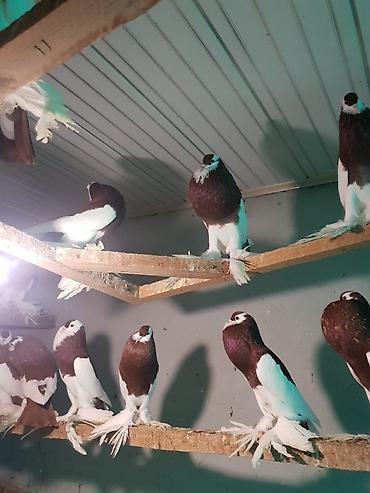 Pişiklər: Pişiklər -da lalafo.az — 23 Pişiklər: Pişiklər — 23