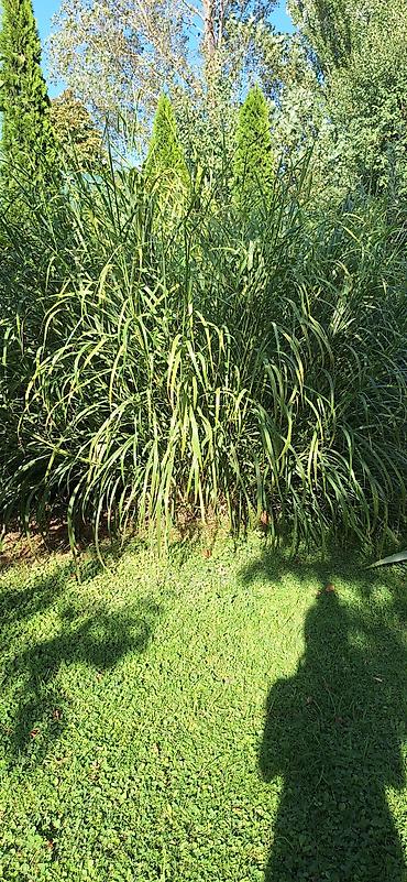 Мискантус зебровидный (Miscanthus sinensis ‘Zebrinus’) – декоративный