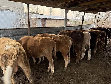 Коровы, быки: Продаю | Бык (самец) | На откорм — 2