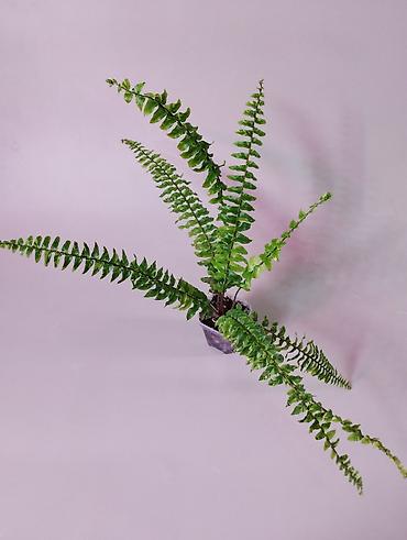 Папоротники: В продаже : Папоротник Тигр, Сингониум Орм Нак, Хойя New Moon — 2