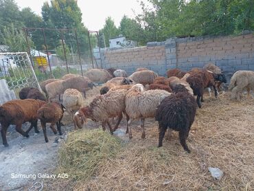 баран на забой: Продаю | Баран (самец) | На забой