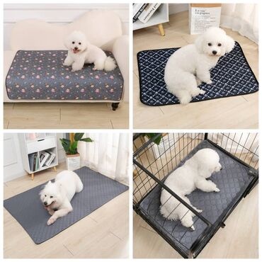 Зоотовары: ПРОДАЮ КОШАЧЬЮ МЯТУ(АНТИСТРЕСС),ПОРАДУЙТЕ СВОГО КОТИКА ТАКОЙ at lalafo.kg — 12 Зоотовары: ПРОДАЮ КОШАЧЬЮ МЯТУ(АНТИСТРЕСС),ПОРАДУЙТЕ СВОГО КОТИКА ТАКОЙ — 12