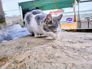 Mačke: Sivobela lepotica traži dom pre zime - Bresplatno U okolini Loznice — 6