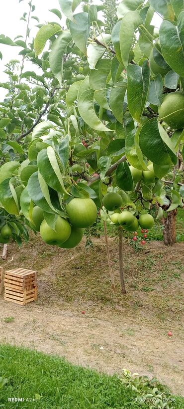 Фрукты и ягоды: Фрукты и ягоды — 2