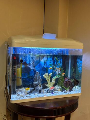 Akvariumlar: Dördbucaq akvarium, Balıqlarla birlikdə, 80 l, Ünvandan götürmə, Pulsuz çatdırılma, Rayonlara çatdırılma