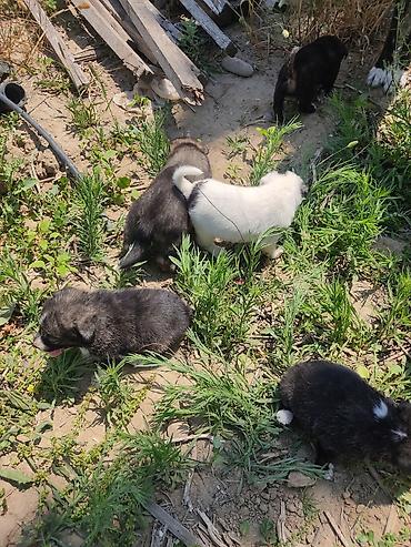 İtlər: Alabay, 1 ay, Dişi — 6