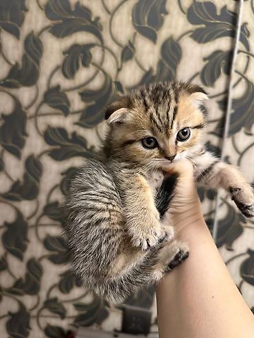 Pişiklər: Şotland, Erkək, Dişi, Yaxşı əllərə, Ödənişli çatdırılma, Ünvandan götürmə, Rayonlara çatdırılma — 1