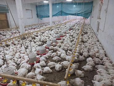 Продажа сельхоз предприятий: Кошара, 1500 соток, Действующий, С оборудованием, Электричество, Канализация, Отопление — 21