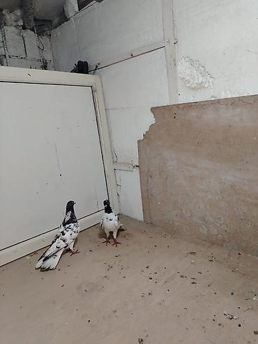 ev quşlari haqqinda melumat: Tutulmadi ikside vap akt — 1