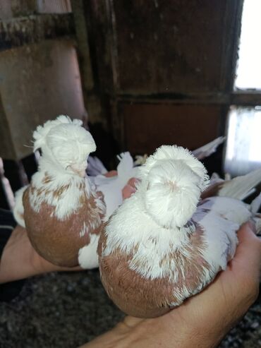 отдам котенка в добрые руки: Продаю голубей капканы пара готовая шикарные адрес Талас