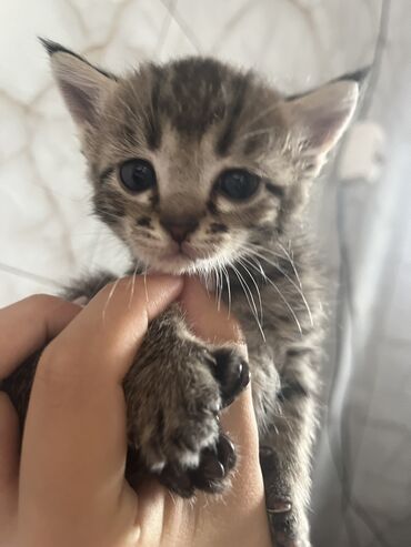 продаю утят: ОТДАМ БЕСПЛАТНО КОТЯТА В ХОРОШИЕ РУКИ, Им по 1,5 месяца Бишкек🙏🏻